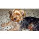 Percy, Yorkshire Terrier - Rüde