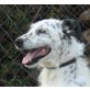 Perdi, Dalmatiner-Terrier-Mix - Hündin