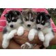 Perfekte blaue Augen Siberian Husky Welpen, Siberian Husky - Rüde