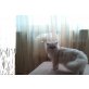 Peri, Perser - Kater
