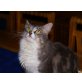 Perica, Maine Coon - Katze