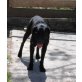 Perl, Labrador - Hündin
