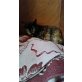 Perla, Huaskatze - Katze