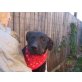 Perla, Labrador-Mix Baby Welpen - Hündin