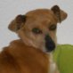 Perla, Mix, ca. 35 cm, kastr., geb. ca. 2008 - Rüde