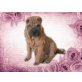 Perla, Shar Pei - Hündin