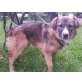 Perla, katzenverträglich, 10 Monate, kastrier - Hündin
