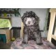 Perro, Pudel und unbekannt Welpen - Rüde
