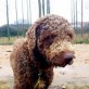 Perro dAgua Espanol - Hündin