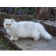 Perser Amigo von der Waldaist, Perser - Kater