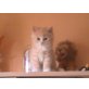 Perser Angora Mix - Kater