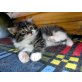 Perser-Angora-Mix - Katze