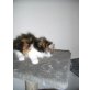 Perser-Baby, Perser - Katze