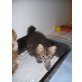 Perser-Baby mit Näschen, Perser - Kater