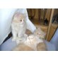 Perser-Baby sucht liebevolles Zuhause, Perser - Kater