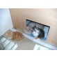 Perser-Babys, Perser - Kater