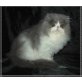 Perser Bicolor - Kater
