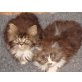 Perser Bicolor - Kater