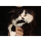 Perser Bicolor - Kater