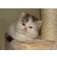 Perser Bicolor - Kater