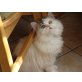 Perser Bicolor - Kater