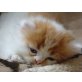 Perser Bicolor - Kater