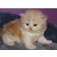 Perser Bicolor - Kater