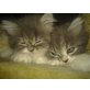 Perser Bicolor - Katze