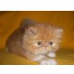 Perser Bicolor - Katze
