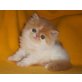 Perser Bicolor - Katze