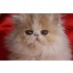 Perser Bicolor - Katze