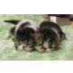 Perser Bicolor - Katze