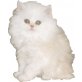 Perser Bicolor - Katze
