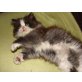 Perser Bicolor - Katze