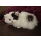 Perser Bicolor - Katze