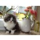 Perser Bicolor - Katze