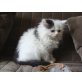 Perser Bicolor - Katze