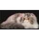 Perser Bicolor - Katze