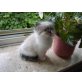 Perser + Birma - Kater