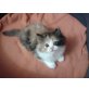 Perser & Birma - Katze