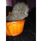 Perser Blau - Kater