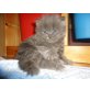 Perser Blau - Kater