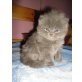 Perser Blau - Kater