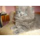 Perser Blau - Kater