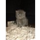 Perser Blau - Kater