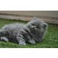 Perser Blau - Kater