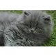 Perser Blau - Kater