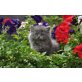 Perser Blau - Kater