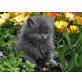 Perser Blau - Kater