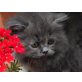 Perser Blau - Kater